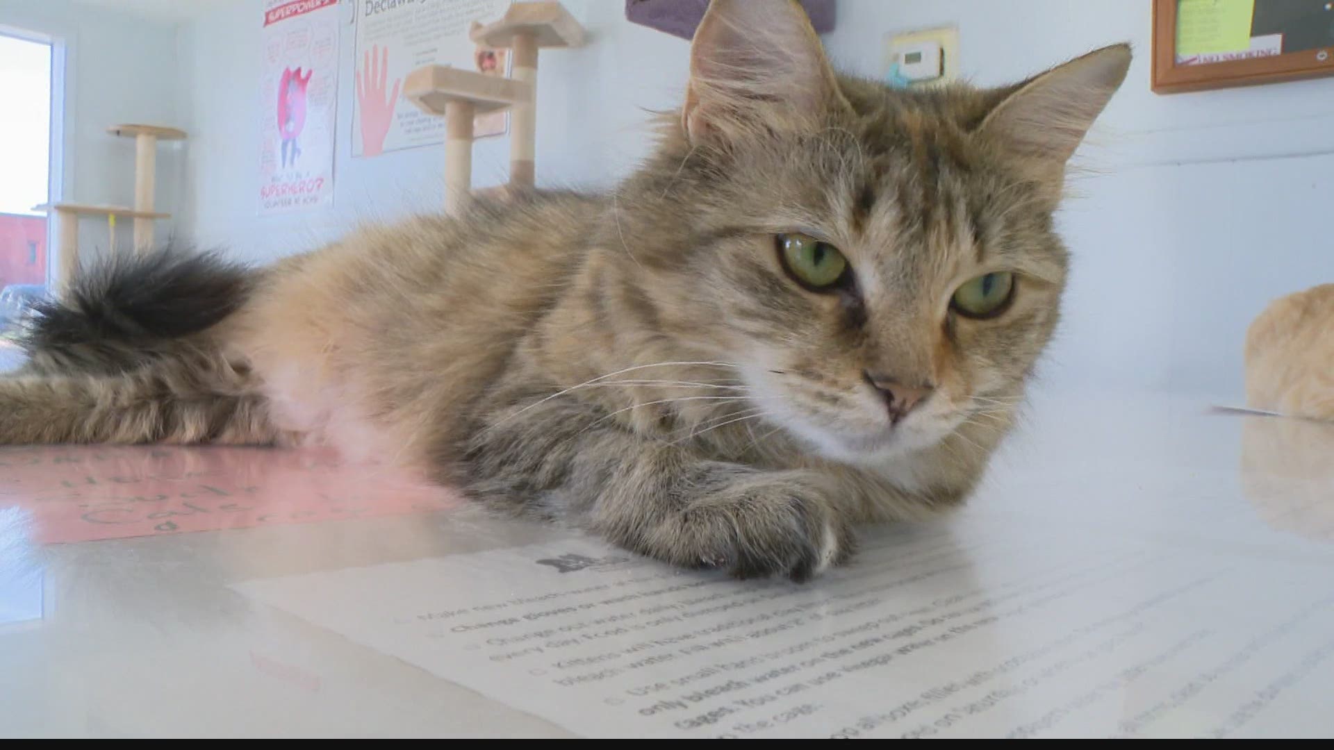 Volunteers build feral cat houses for homeless felines in the county