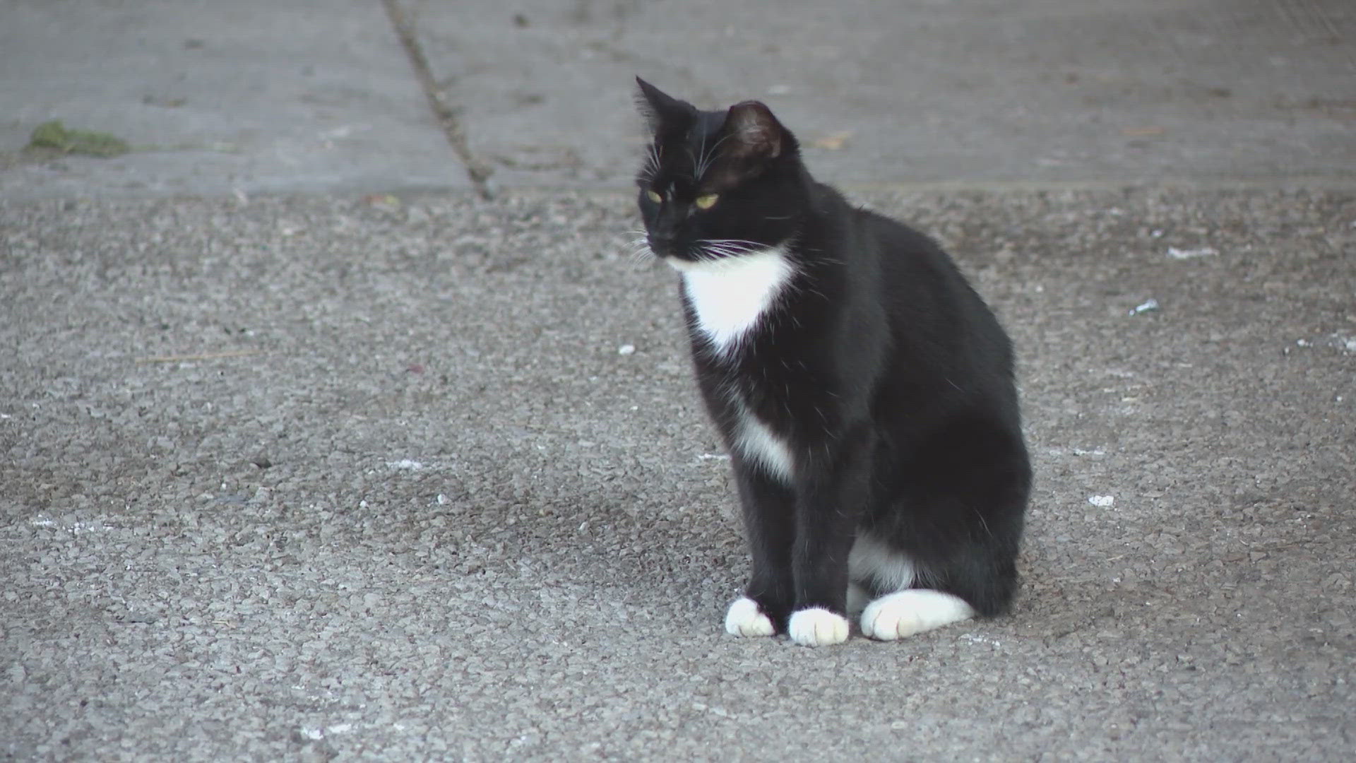 13News reporter Karen Campbell talks with employees with IACS, who explain why they've paused animal intakes.