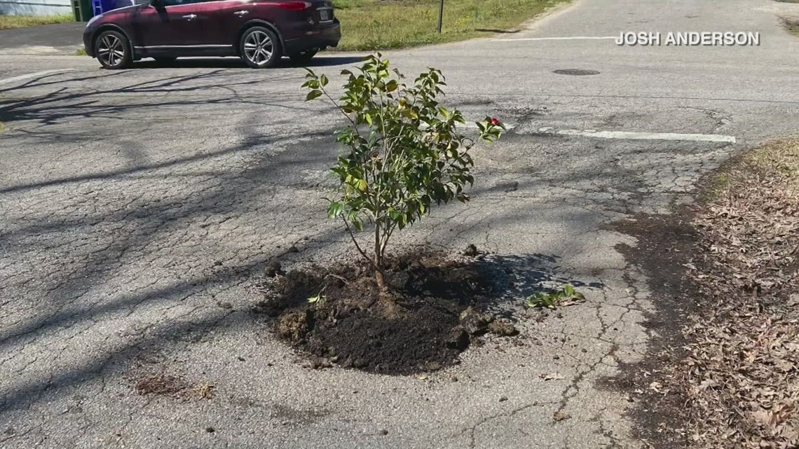 Virginia man fills unrepaired pothole with tree - Vimarsana News