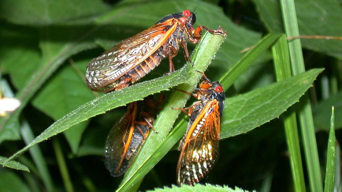 Get ready! Here's how you can help scientists track the 17year cicadas