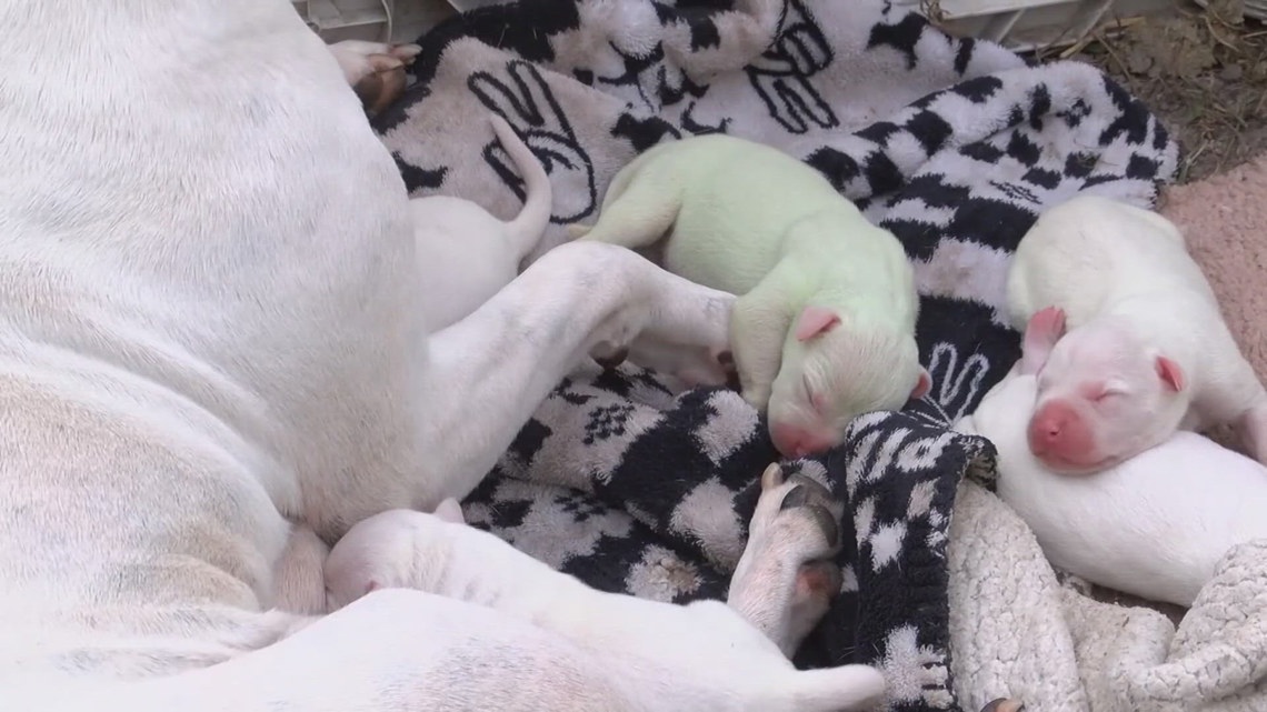 Pregnant dog gives birth to green puppy | wthr.com