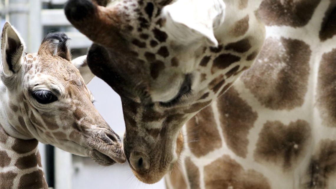 Indianapolis Zoo baby giraffe