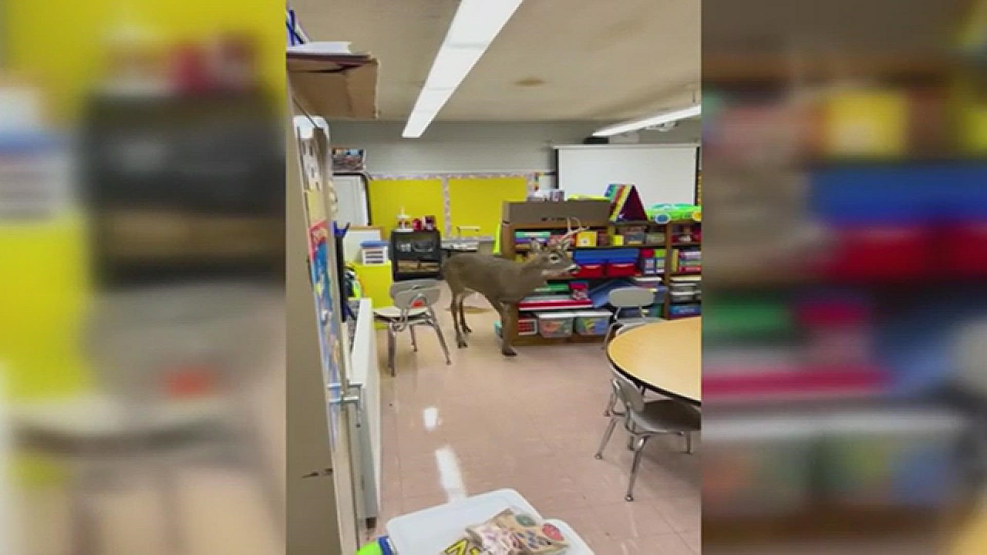 A deer crashed into a Tennessee elementary school through the emergency exit then hung out in the building all night.