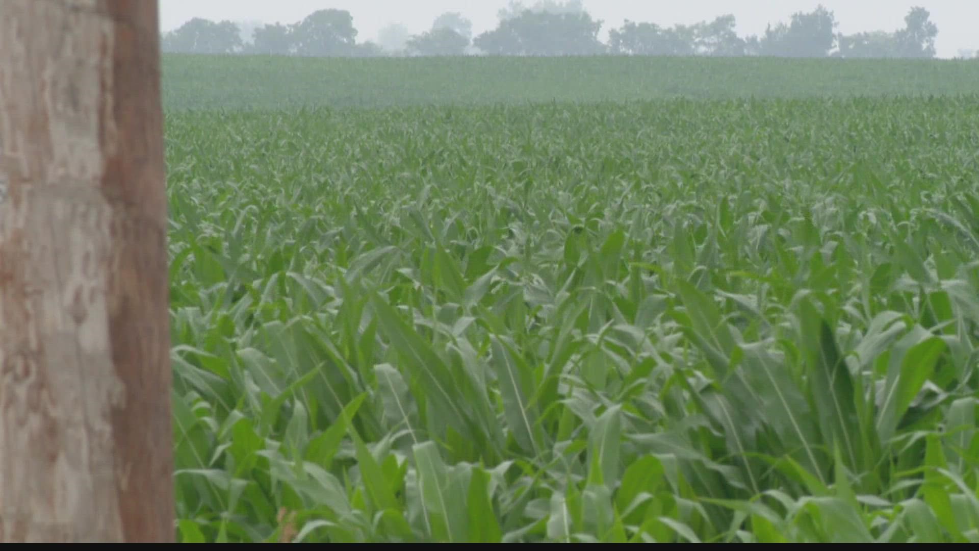 Dustin Grove takes a look at whether this week's rain is enough to save Indiana farmers' crops and the impact it could have on all of us.