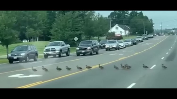 Why did Donald Duck cross the road?