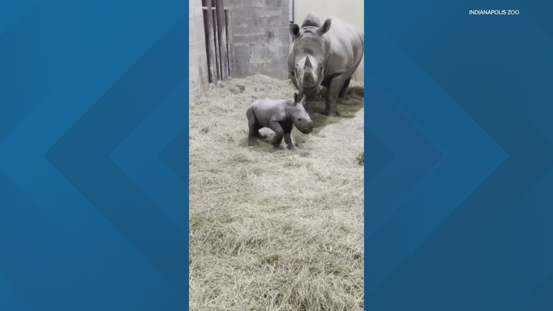 The zoo says the exclusive encounter offers a behind-the-scenes look at mom Zenzele and her new calf.