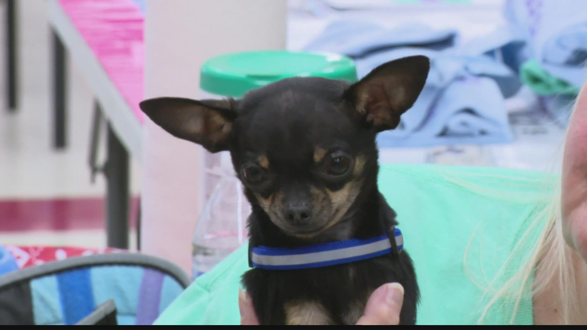 Chihuahua Rescue Indiana hopes to spread the word about the breed so they can prevent over-breeding and a chihuahua ending up in the wrong home.