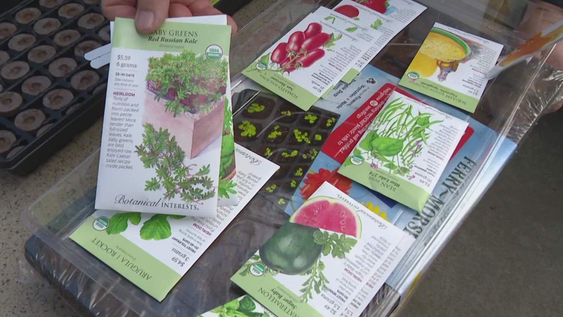 Starting seeds indoors now will allow you to plant the seedlings outdoors when warm weather arrives in the spring.