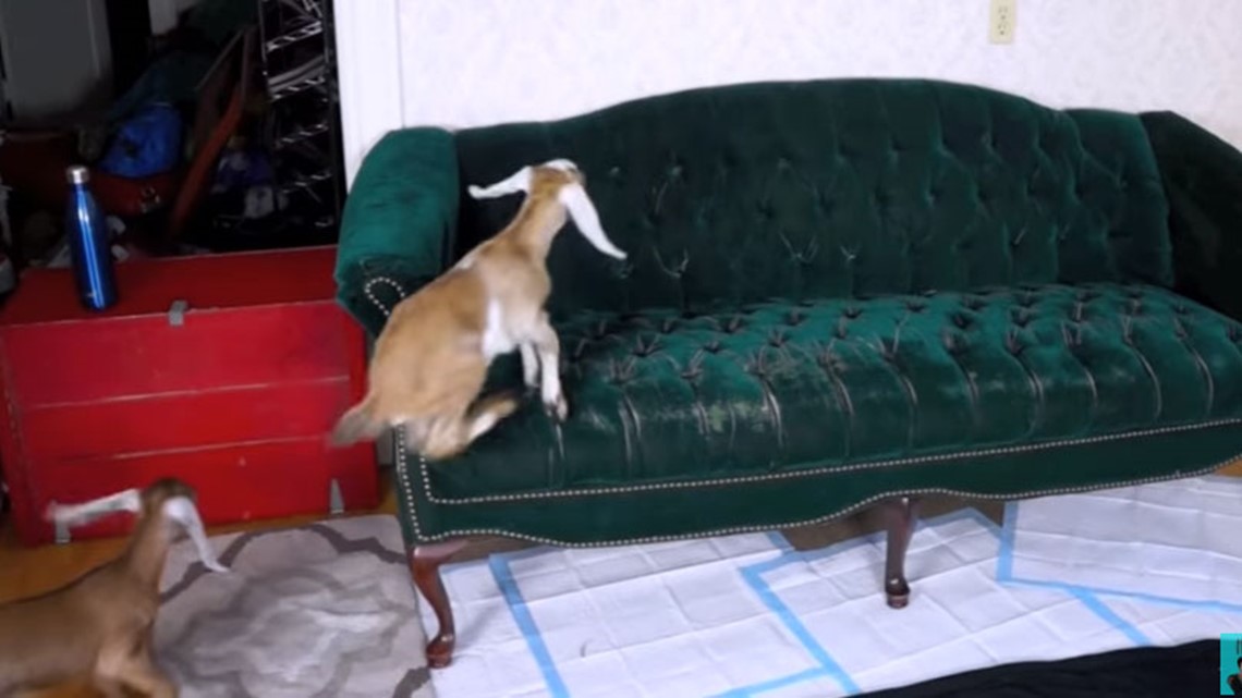 Watch these baby goats try to jump on a couch... over and over and over