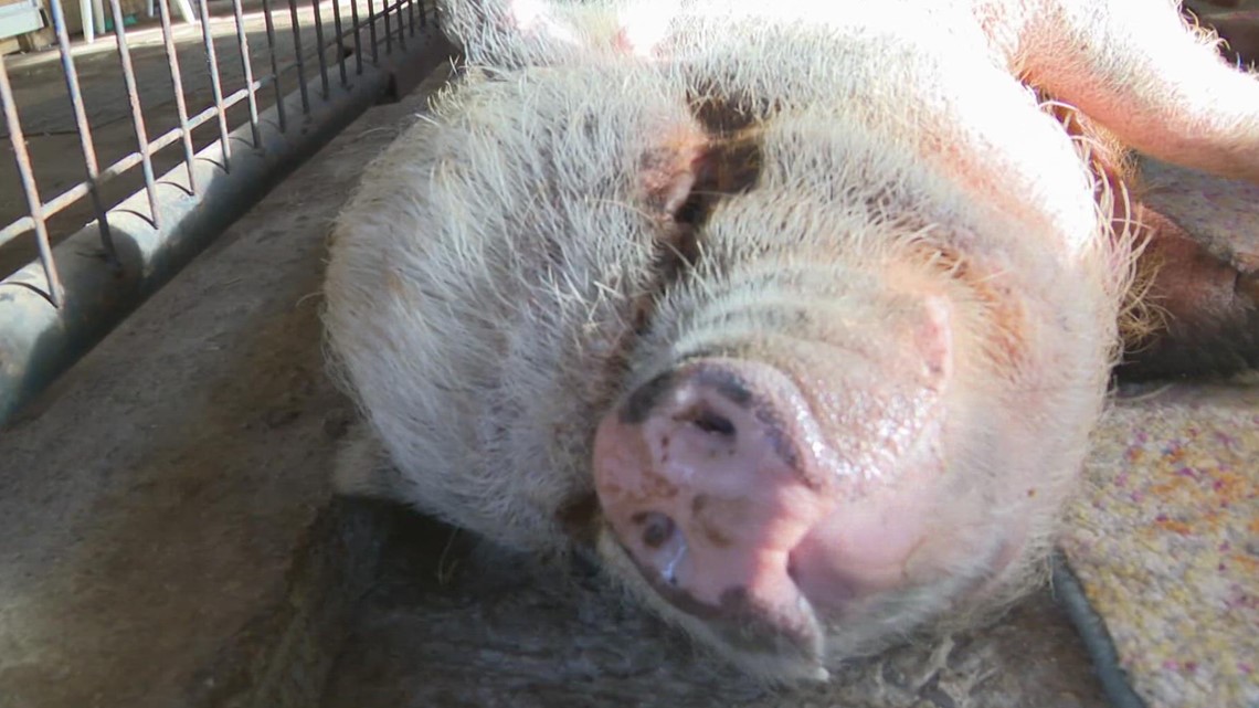 Retared Pigs Brownsburg rescue serving as refuge for unwanted, abandoned pigs | wthr.com
