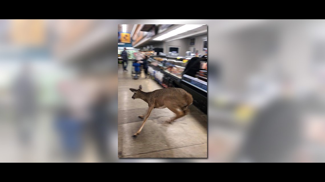Frantic deer caught running through Zionsville Kroger store Saturday