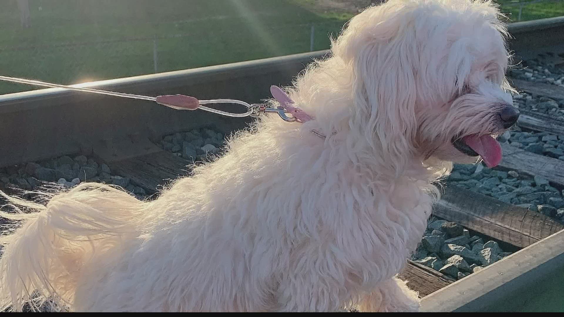 A young teen is hoping the internet can help reunite her with the dog she's been searching for for several months.