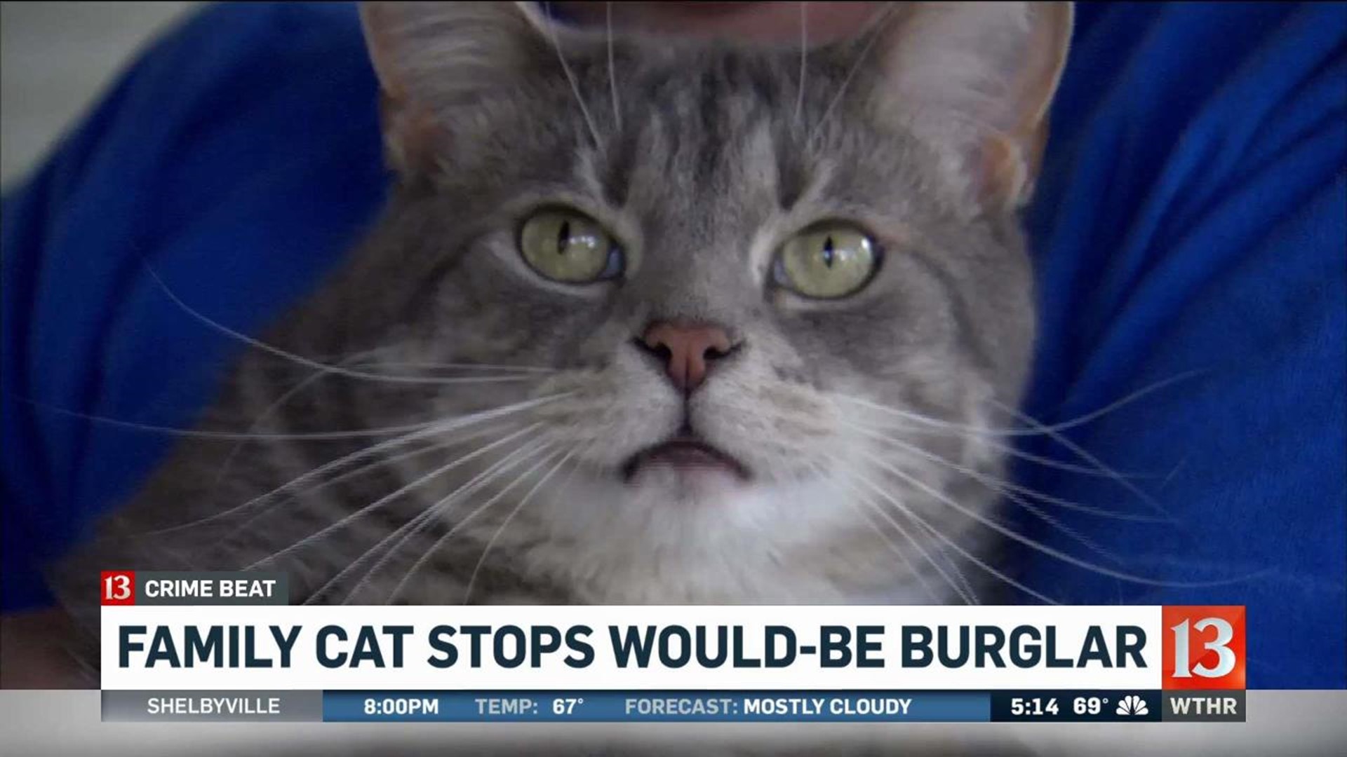 Cat stops would-be burglar