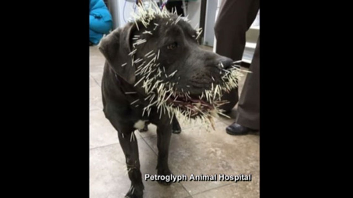 Dogs get a little too close to porcupine in Albuquerque 
