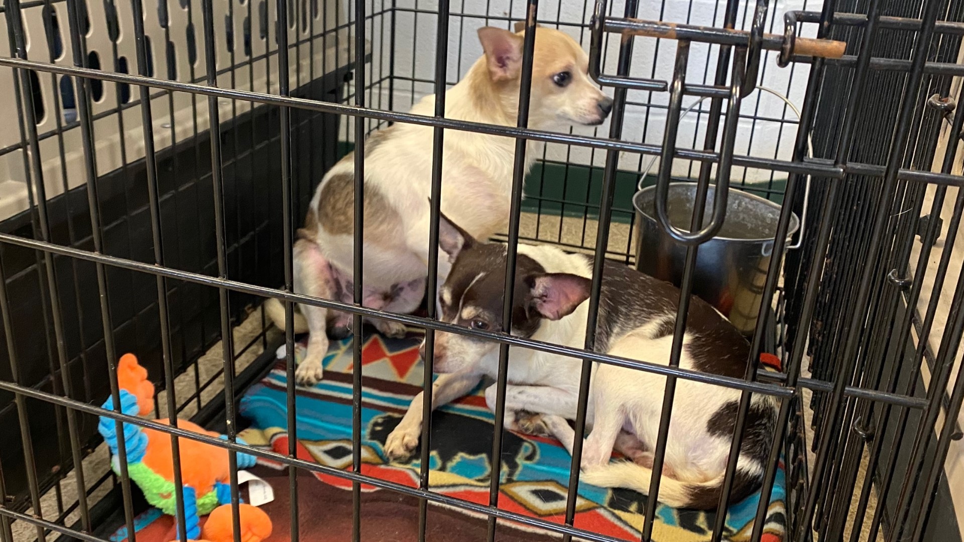 An Anderson animal shelter is overcrowded and is calling for help