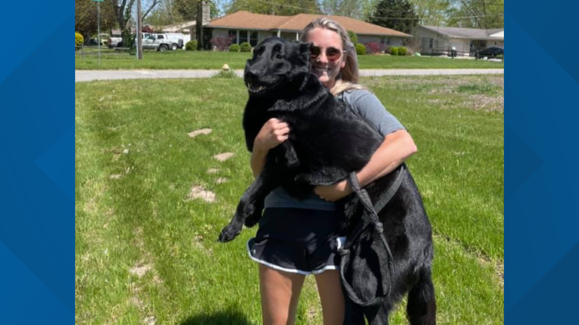 Missing Florida dog found in Indiana after a month-long search - Vimarsana News
