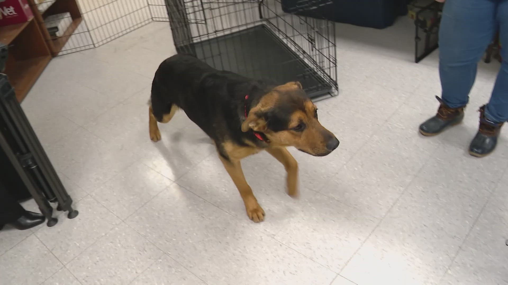 Indianapolis Animal Care Services said if dozens of animals aren't adopted this weekend, they could be forced to put dogs down.
