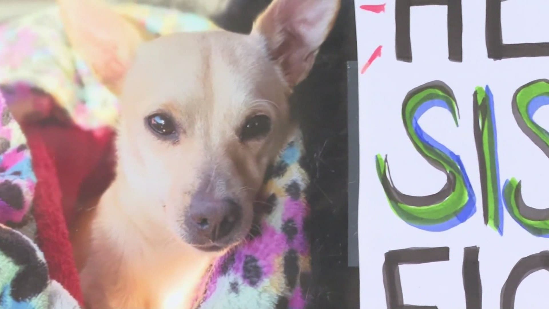 One sick dog in Kansas is going to get the treatment she needs.