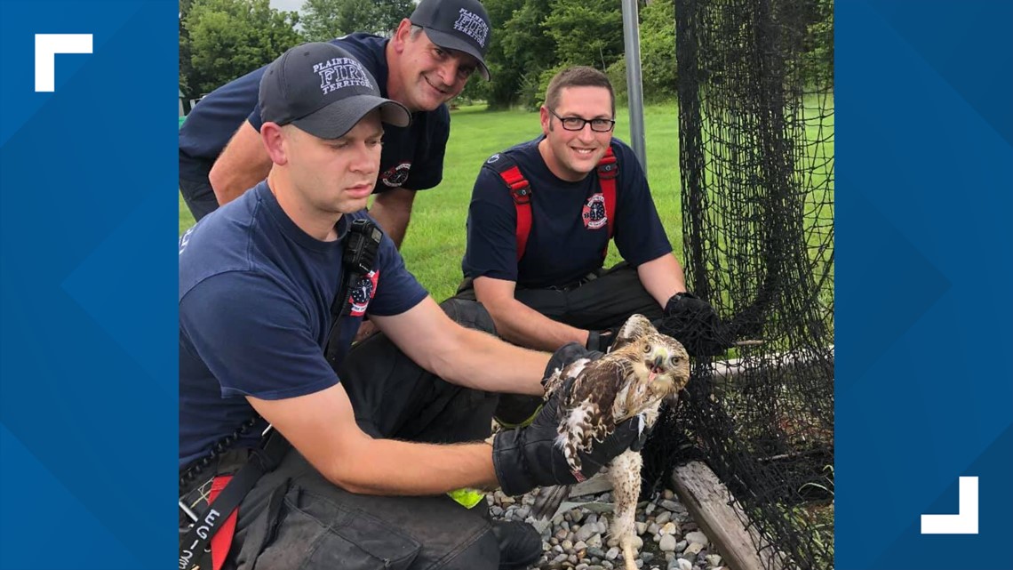 Firefighters rescue hawks from batting cage at Plainfield home