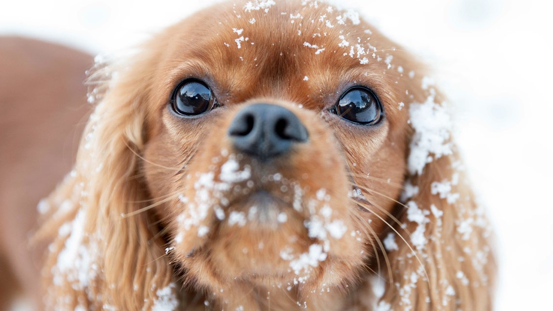 It S Illegal To Leave Your Pets Out In The Cold Here S How To Get Help Wthr Com