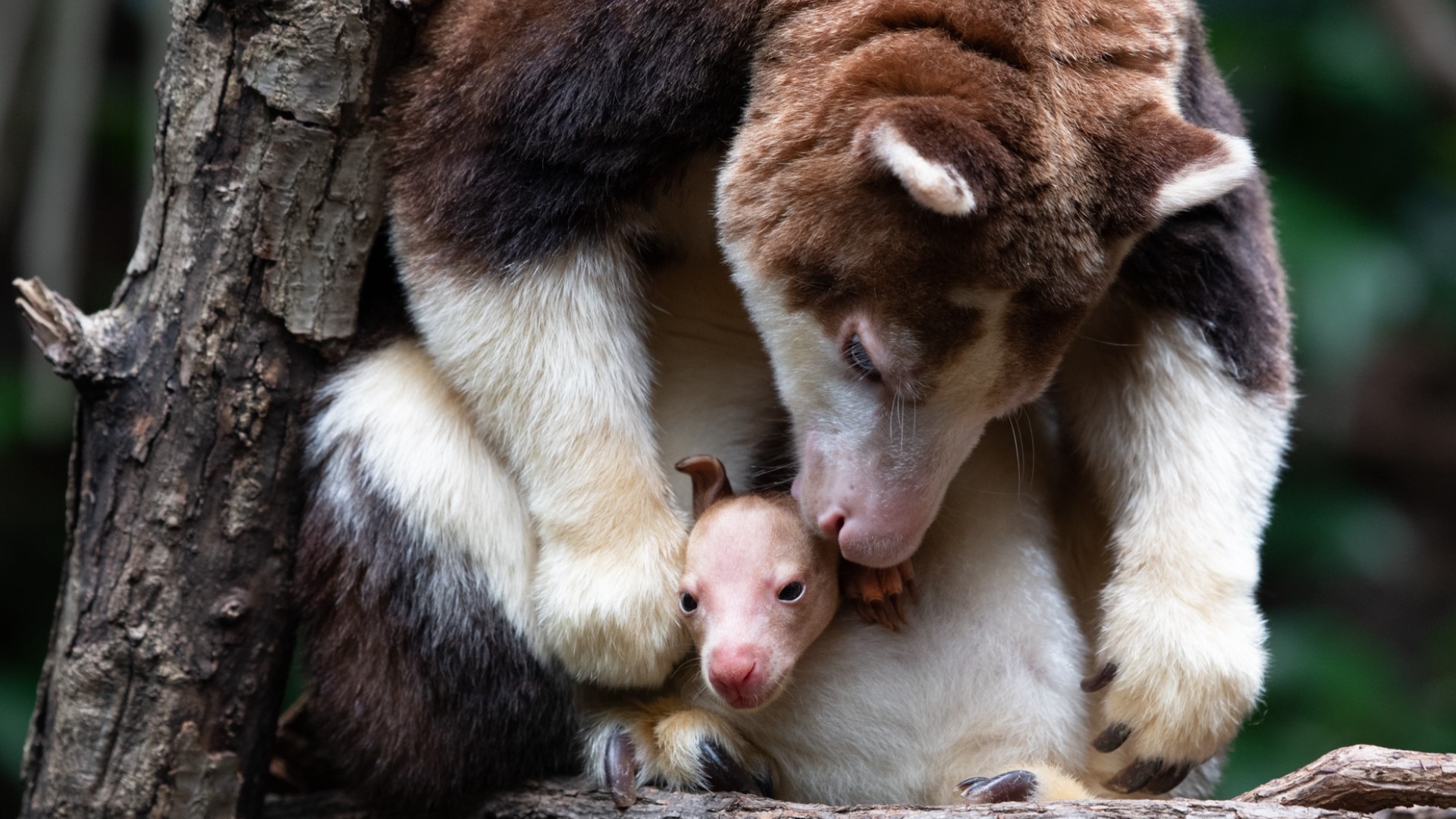 A Matschie’s tree kangaroo born at the Bronx Zoo has started to emerge from its mother’s pouch, making its anticipated public debut.