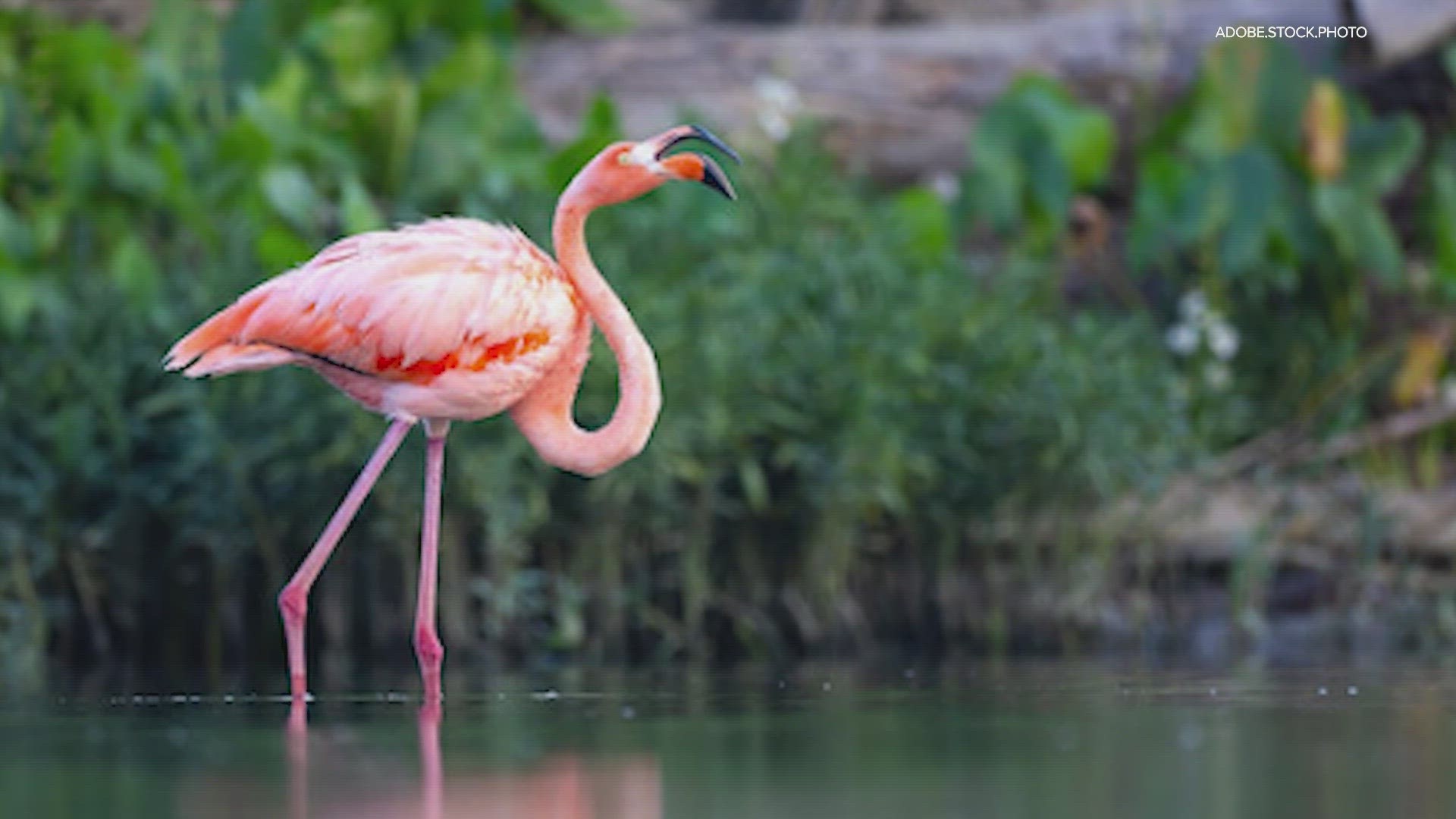 Experts say a flamingo found in southern Indiana is rare because it won't leave!