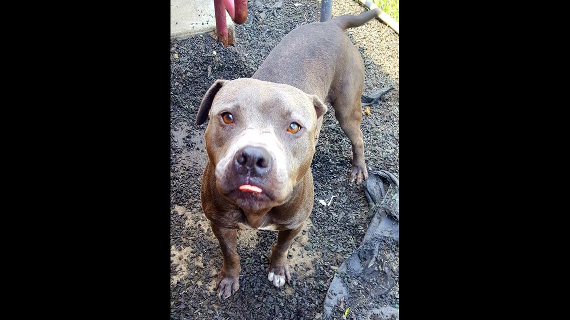 FACE LowCost Spay & Neuter