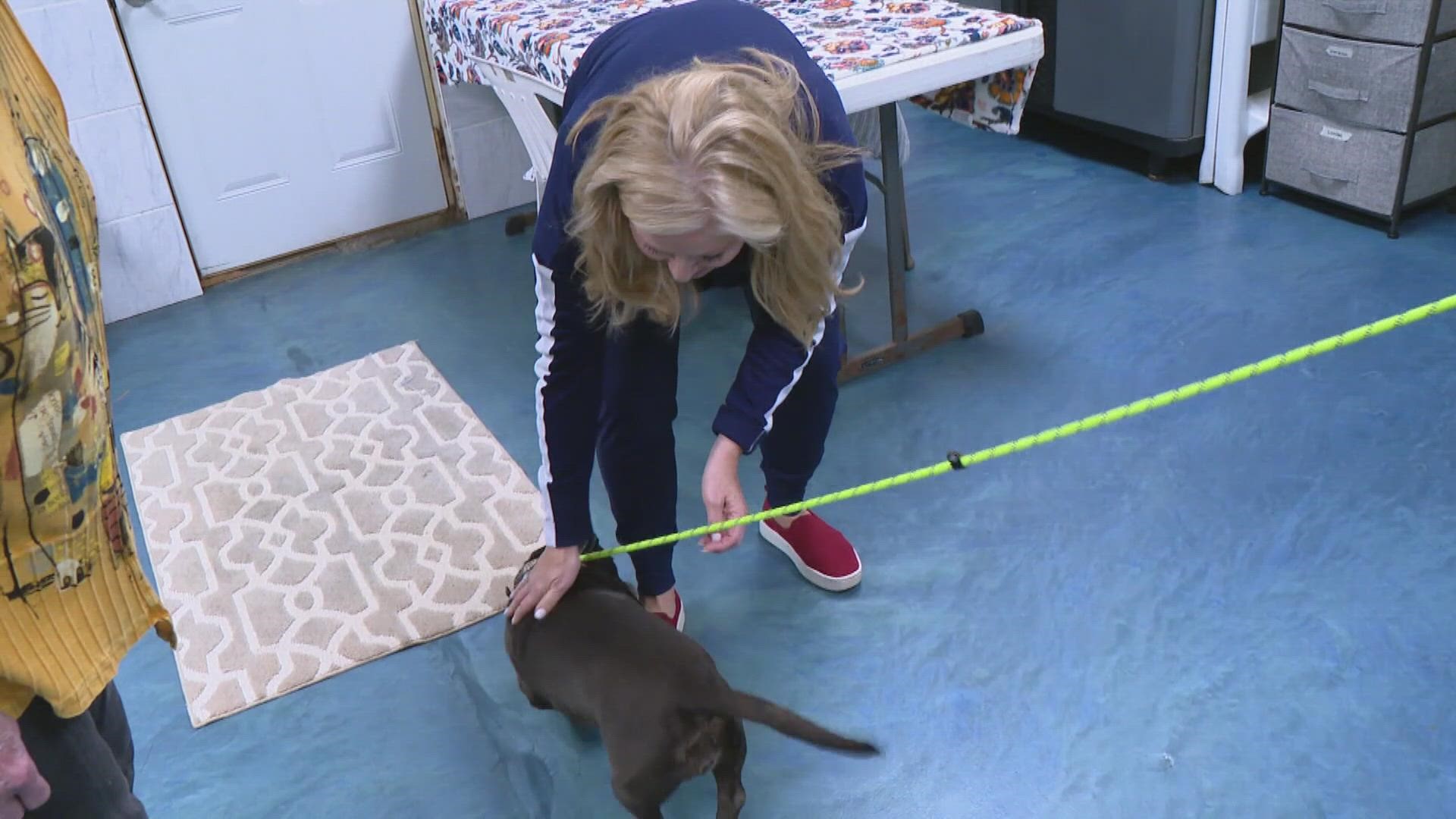 Volunteers at Bloomington's Mannered Mutts Rescue know training saves lives. They offer basic dog training so dogs are better equipped to be adopted.