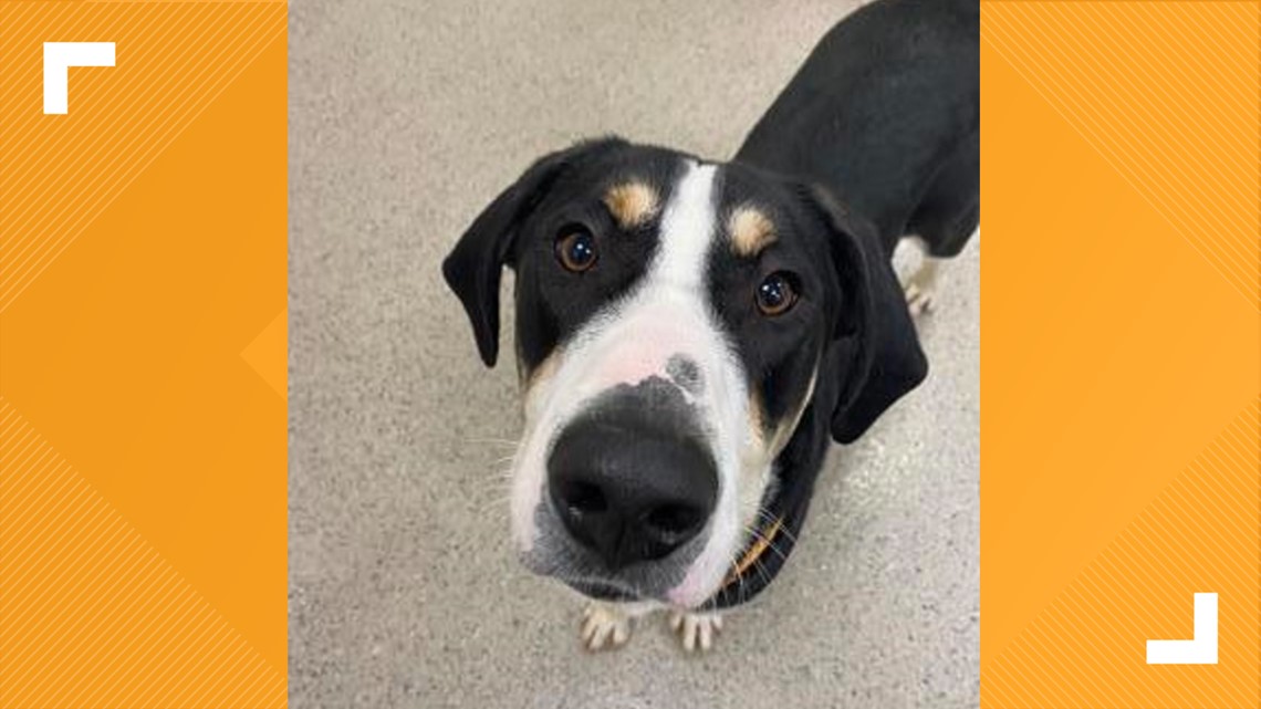 Pets Of The Week Jan 20 2024 Wthr Com   A04948fe 7246 42b3 80f9 98f06a130dfe 1140x641 