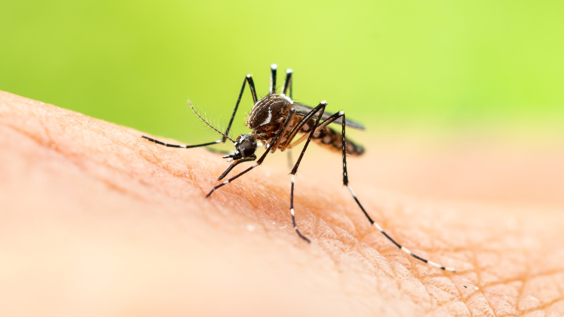 West Nile virus is spread to people through the bite of an infected mosquito.