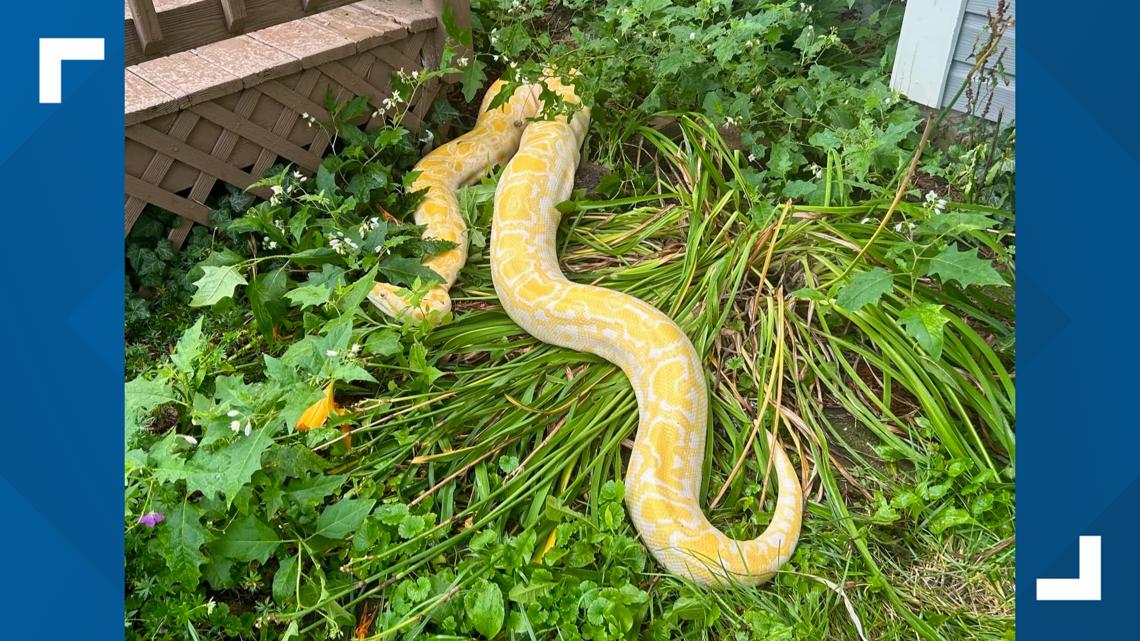 12 foot snake found in Westfield returned to owner | wthr.com