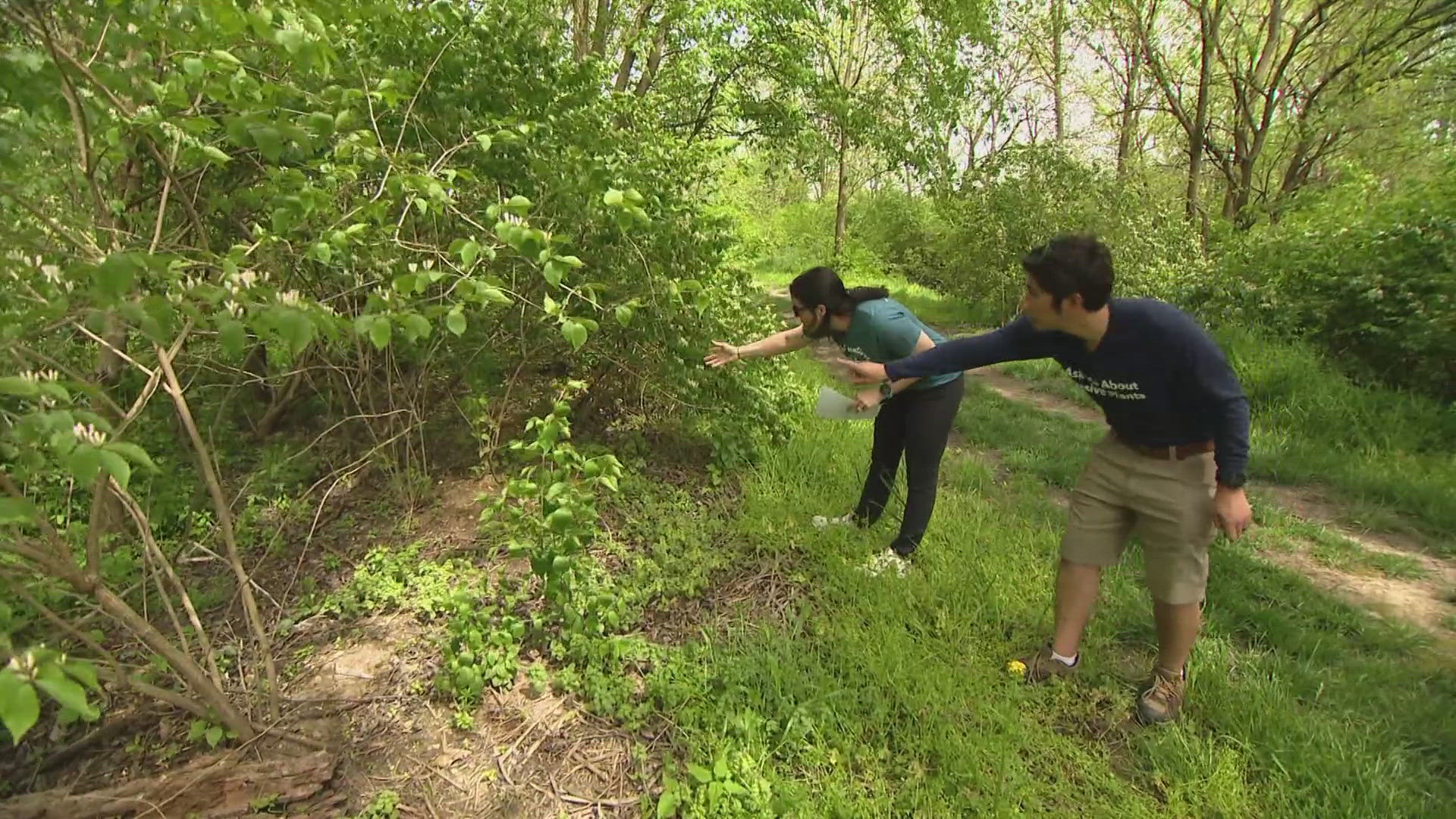 You need to be removing invasive species which are plants and trees not native to Indiana. Allison Gormly tells us What's the Deal.