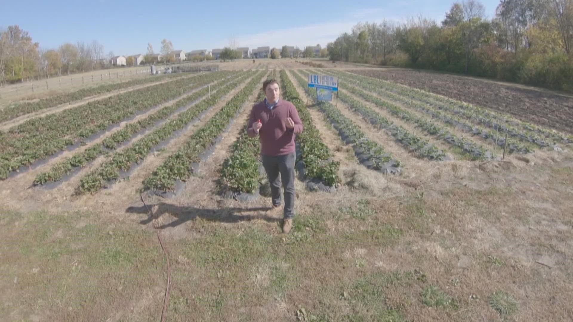 John Doran visited a local farm to see if this week's drastic fluctuation in temperatures affected their product.