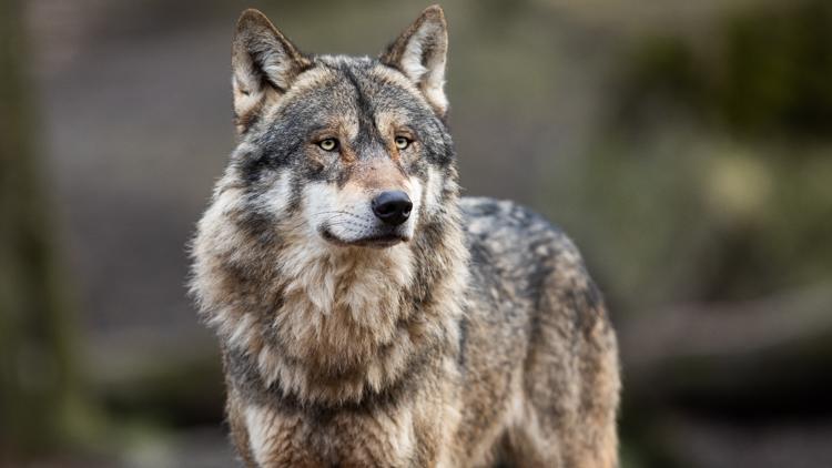 Zookeepers at an Indiana zoo were attacked by wolves during 'incident' inside wolf enclosure