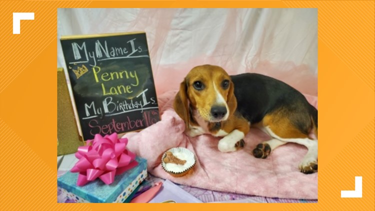 Beagles rescued from Virginia breeding facility up for adoption in Indiana