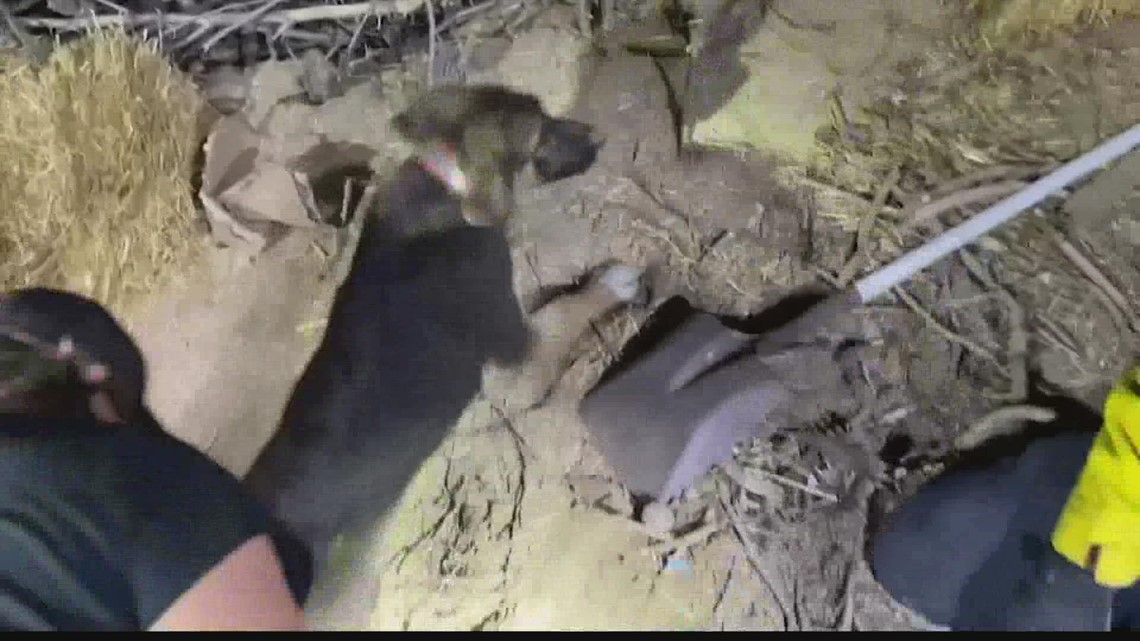 Puppies trapped in tortoise den in California