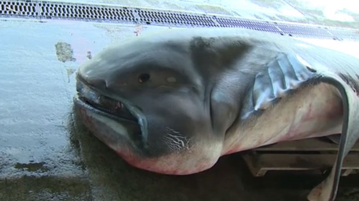 Fishermen snare rare Megamouth shark off Central Japan coast