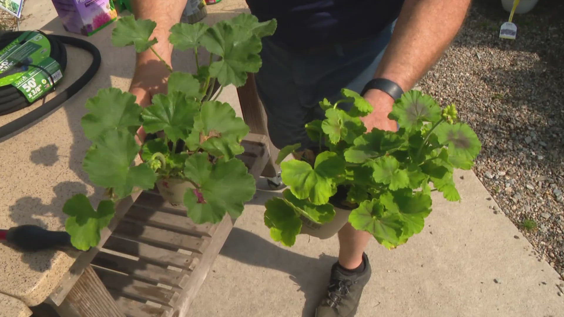 Every Sunday, Pat Sullivan joins 13Sunrise to share his helpful tips for home gardening.