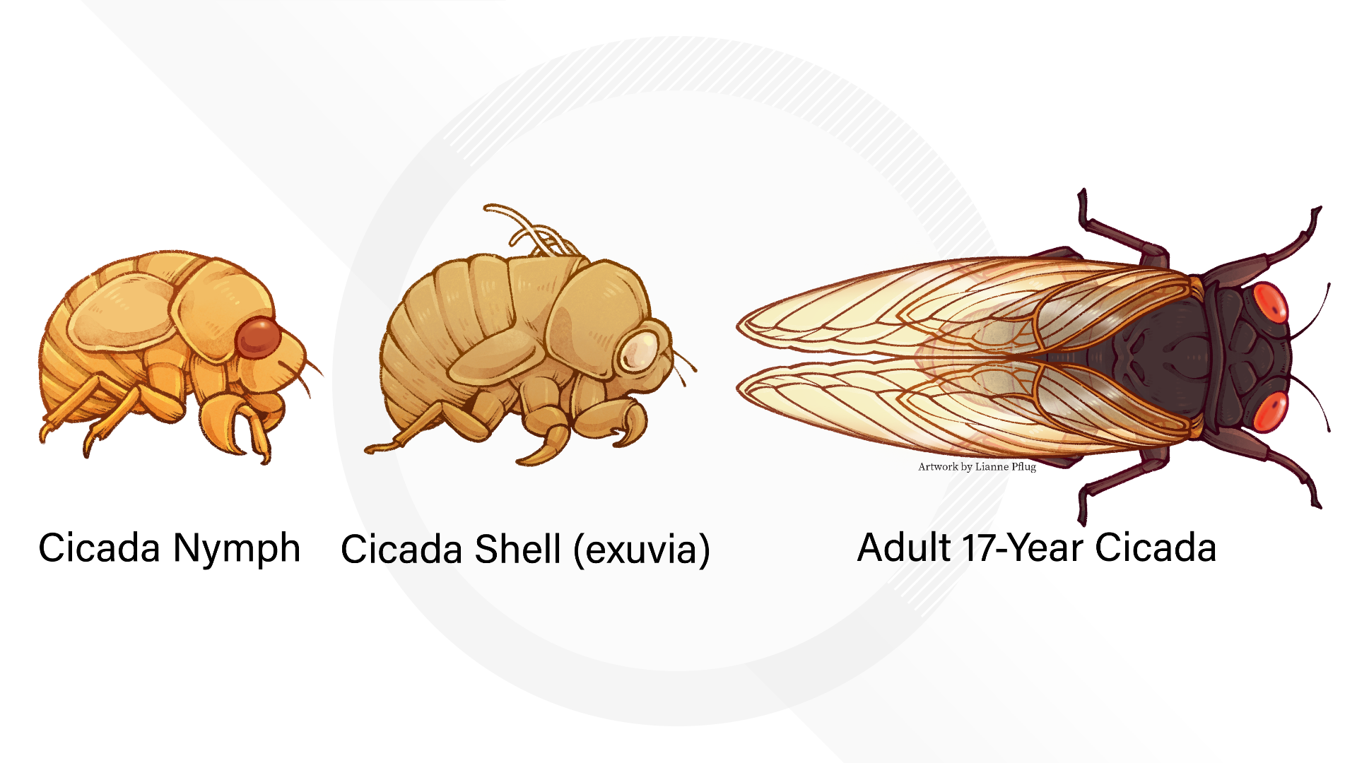 Get ready! Here's how you can help scientists track the 17year cicadas