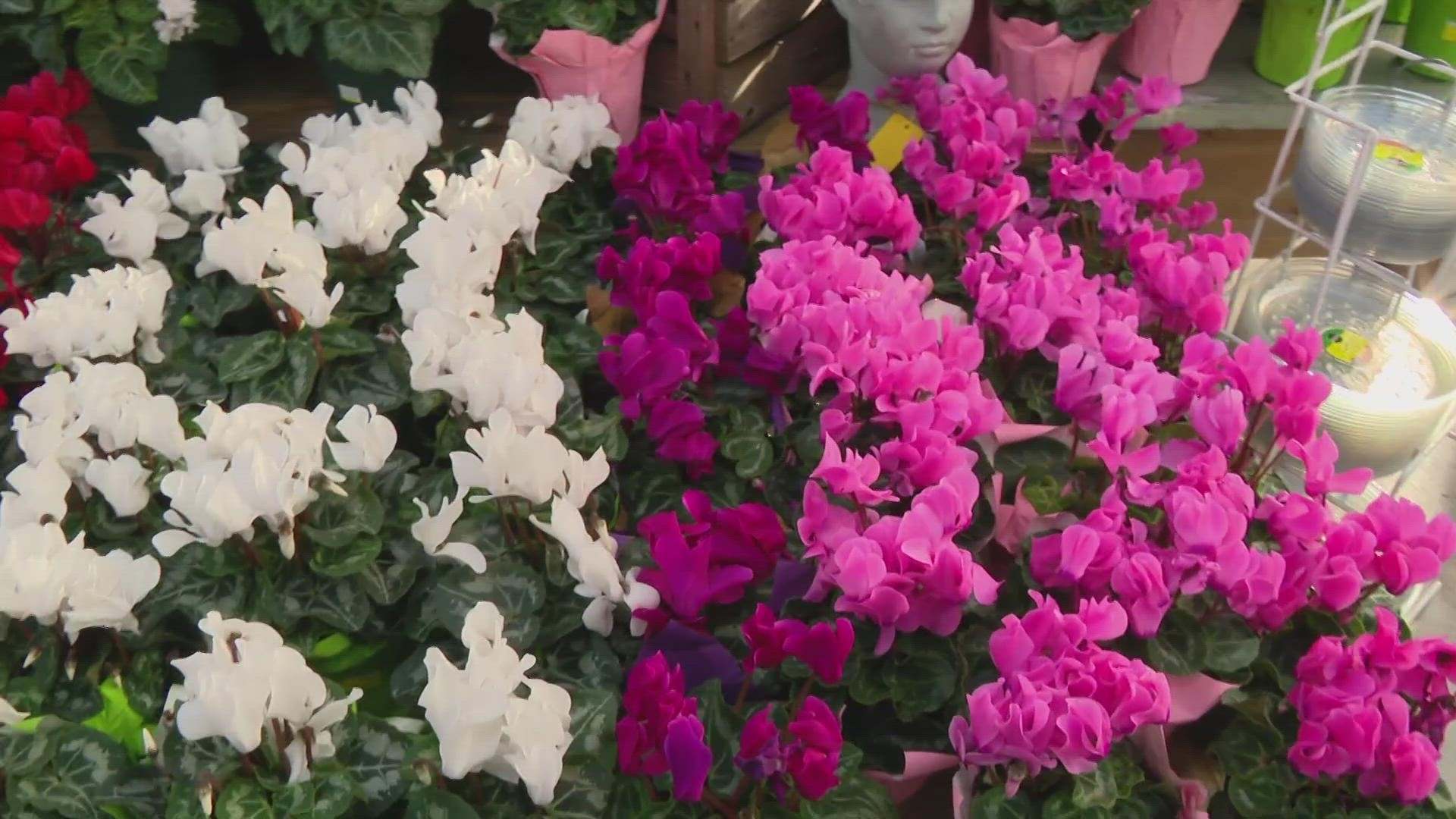 Aside from the traditional go-to gift of roses, Pat Sullivan suggests other live plants for Valentine's Day.