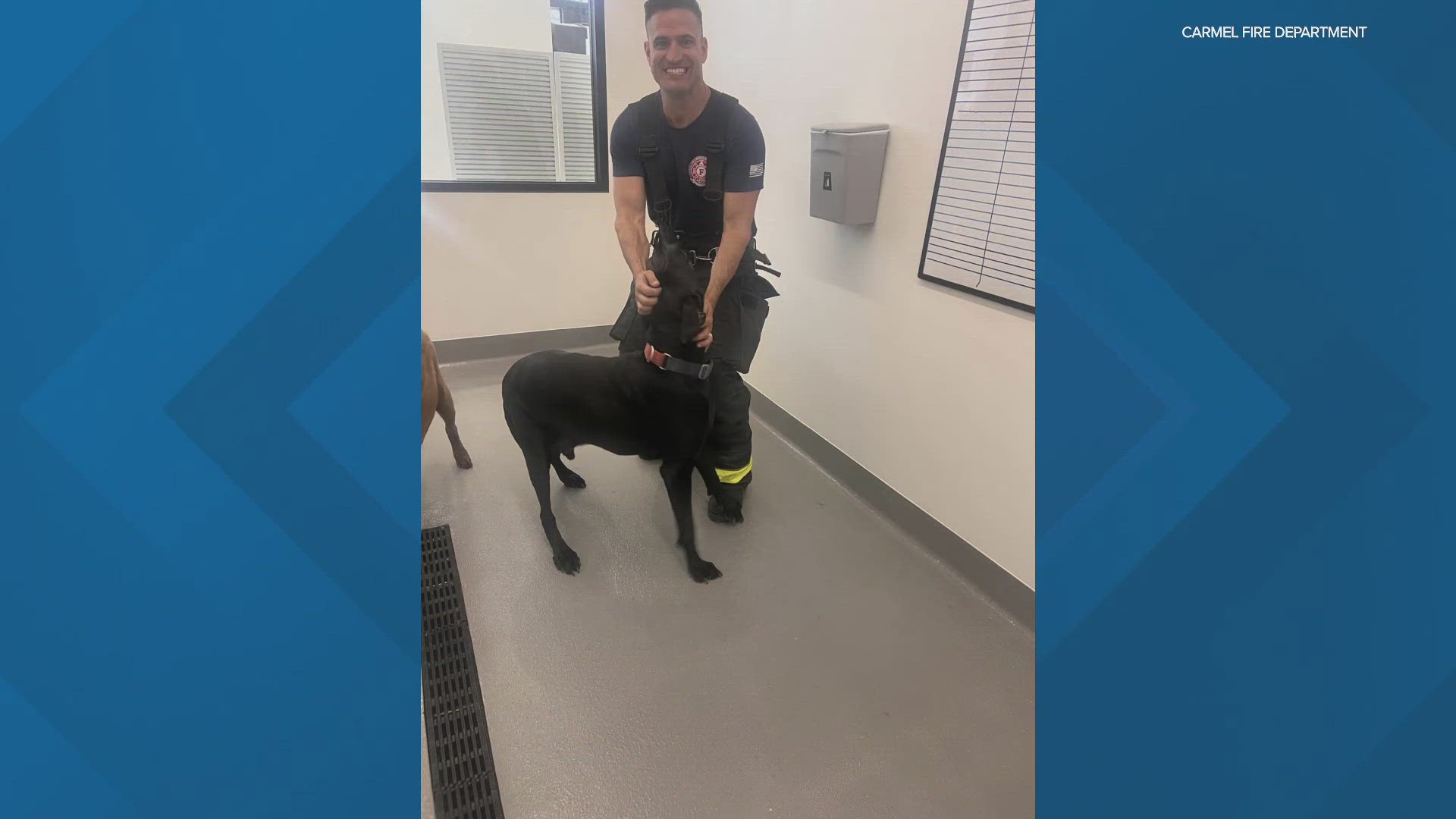 A black lab named Bear pulled the alarm in an attempt to signal to his owner that he was ready to leave the groomers.