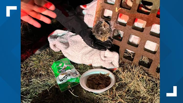 IFD crew rescues kitten with head stuck in storm drain cover