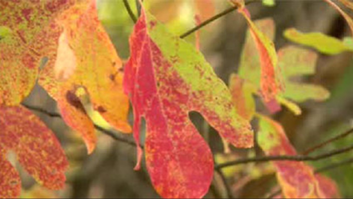 Indianapolis leaf collection begins Nov. 5