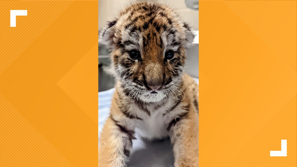 Indianapolis Zoo tiger cubs make public debut Friday