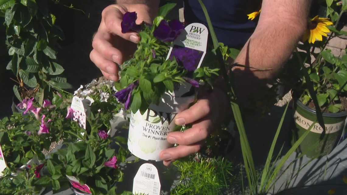 Pat Sullivan: Time to start planting - Vimarsana News