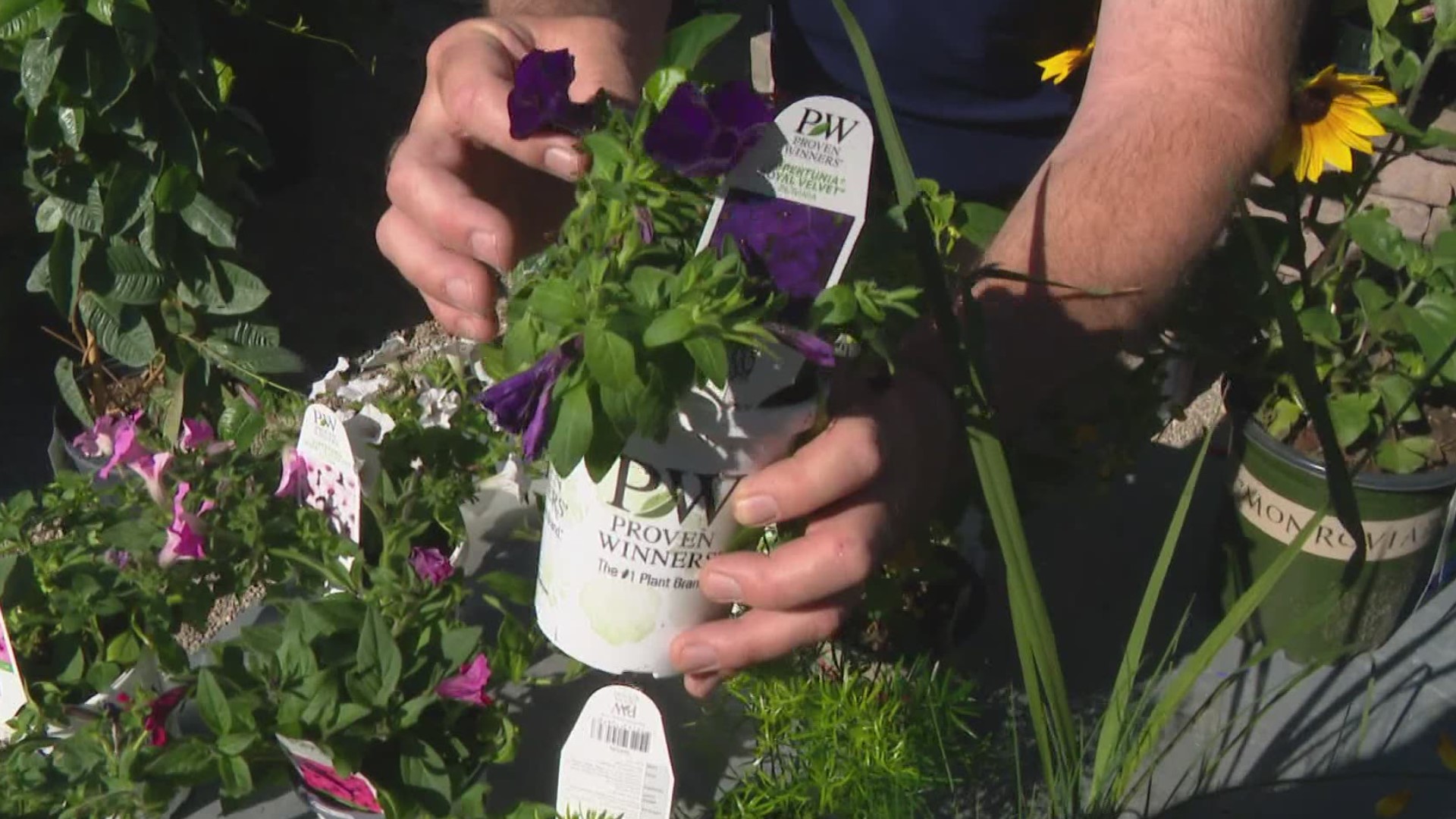 The final frost is likely behind us so Pat provides plenty of ideas for planting you start today.
