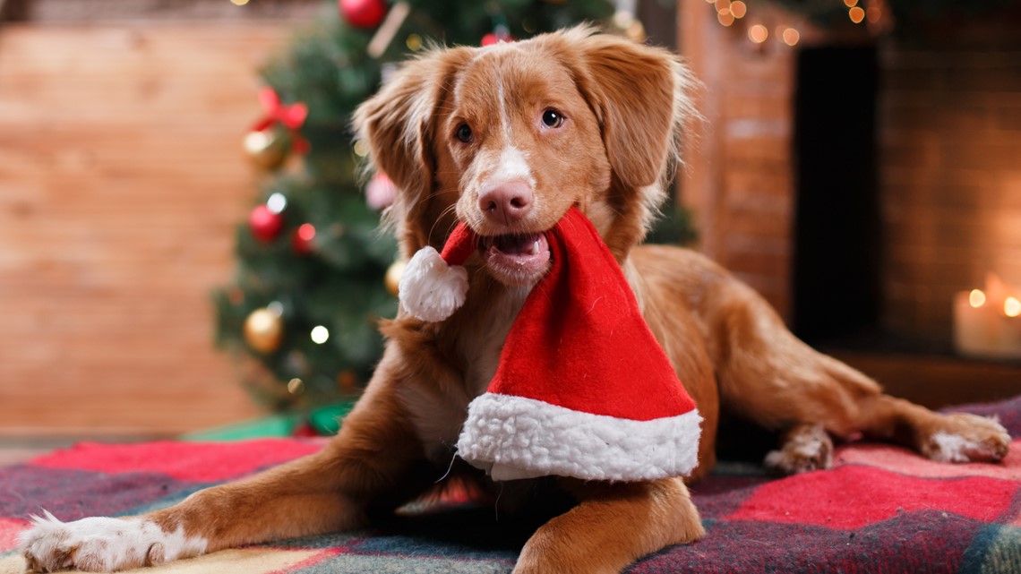 LISTEN: Dog food company creates first ever Christmas song for dogs |  