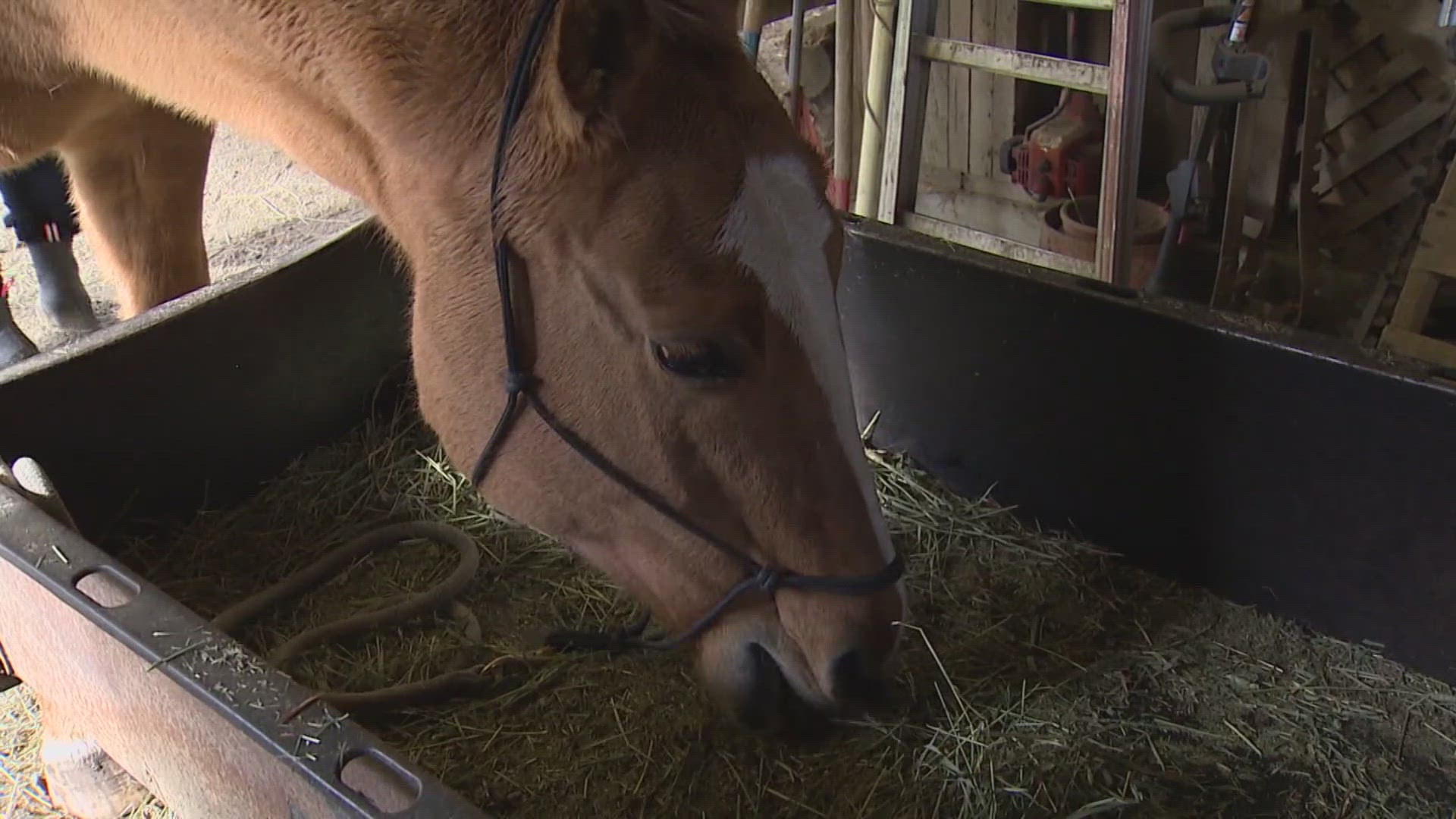 A 15-year-old boy was charged with murdering five of his family members in Washington, and the horses are helping the community heal.