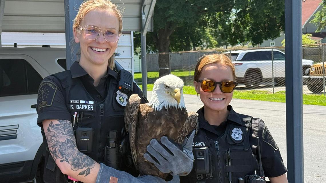 'Determination and persistence' | Cicero police officer credited with helping find, rescue injured bald eagle