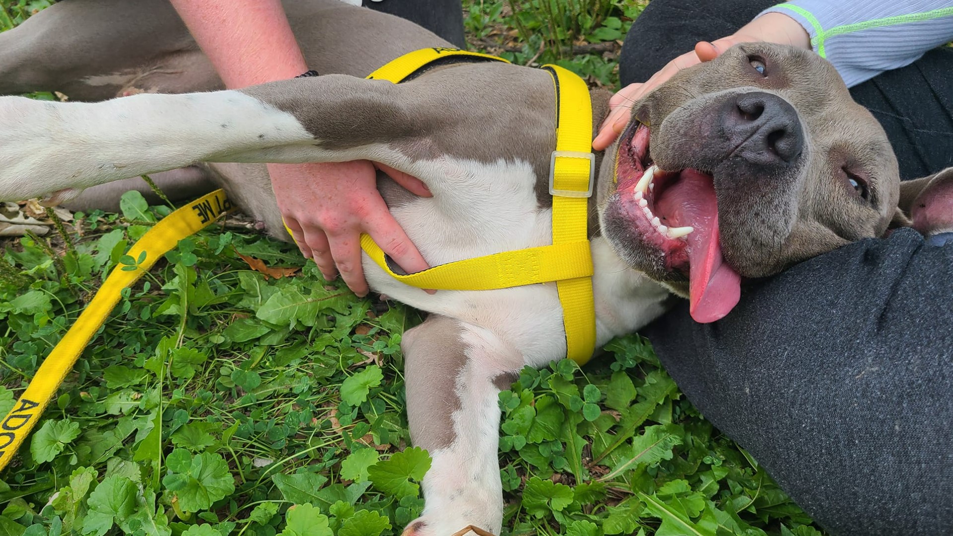 Indianapolis Animal Care Services is featuring five dogs looking for forever homes this week.